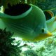 91- Poisson-papillon a selle 